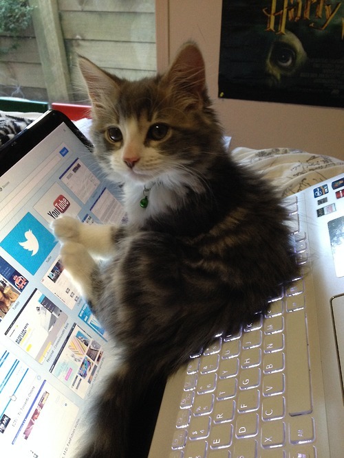 awwww-cute:  What do you mean, ‘you have to study’? 