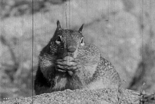 Moody Institute of Science, Food Getting Among Animals, 1956