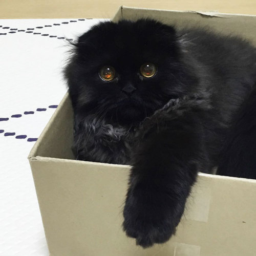 boredpanda:Meet Gimo, The Cat With The Biggest Eyes Ever