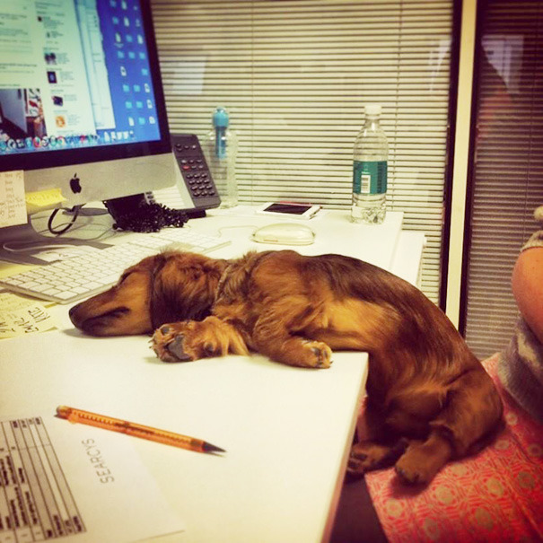 roarofalannister:  awesome-picz:    Today Is National Take Your Dog To Work Day.