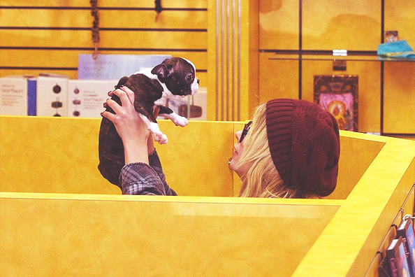 Pretty Little Gossip Gleek.