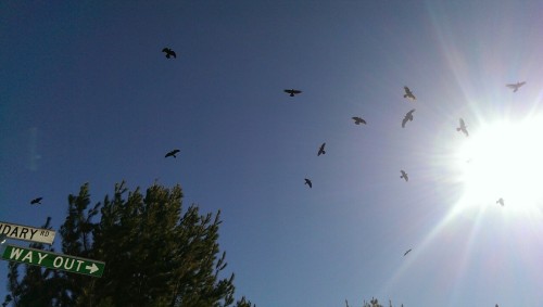 Crows flying at the National Arboretum, Canberra