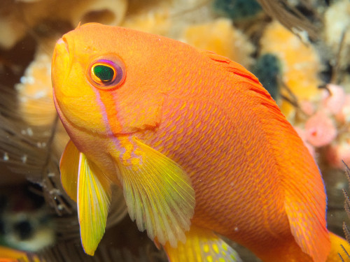 anthias