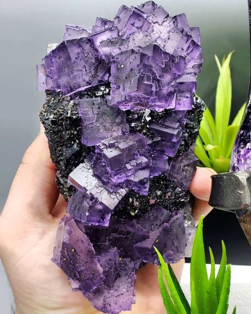 geologyin-blog:Large Cluster of purple Fluorite cubes from From the Elmwood Mine, Smith County, Tenn
