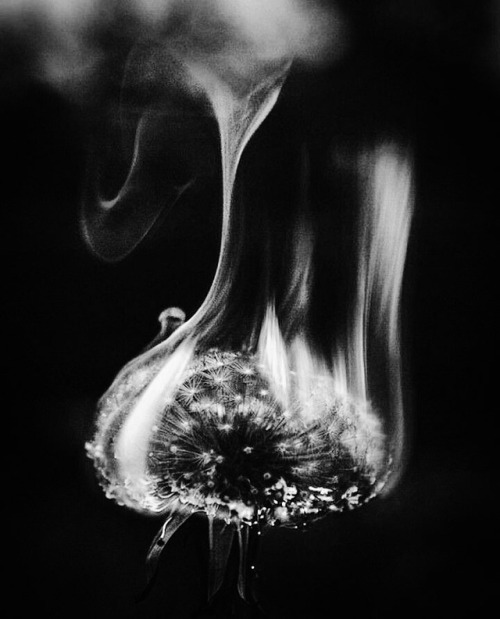 dragon-spice: