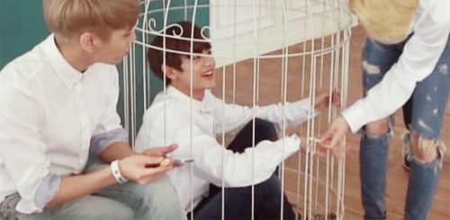 dearmyfairyboy:  how much is a minho and where can i buy one?  