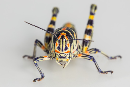 onenicebugperday:Rainbow grasshopper aka painted grasshopper aka barber pole grasshopper, Dactylotum