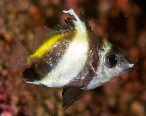 Heniochus acuminatus - juv. @ D -23m. Ose, Izu, Japan.