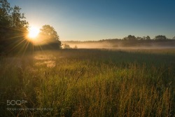 superbnature:Golden morning by Viachaslau
