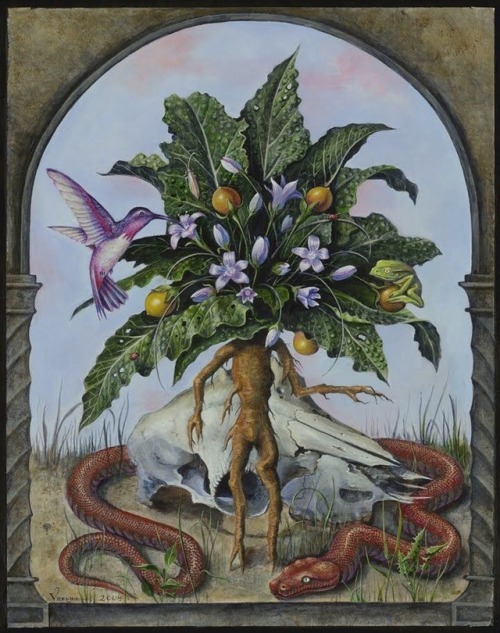 heartmindalignedspirit: Mandragora officinarum by Benjamin Vierling