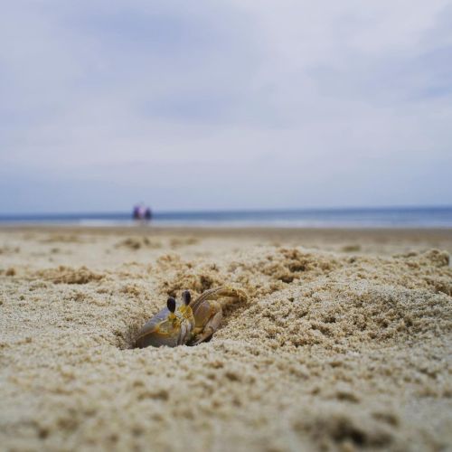 Day 87 of 365 - Sand crab at OBX. I set the #leicaq2 about a foot from the hole, waited for the litt