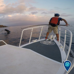 noaasanctuaries: Carried on ocean currents, fishing debris can travel across the globe and entangle marine life like humpback whales.  Hawaiian Islands Humpback Whale National Marine Sanctuary leads the Hawaiian Islands Entanglement Response Network,