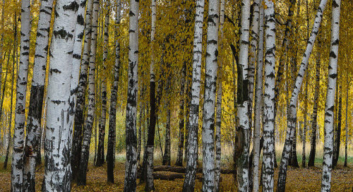 history-in-pictures: lost-in-centuries-long-gone: Russian birches by psvrusso on Flickr. If you see 