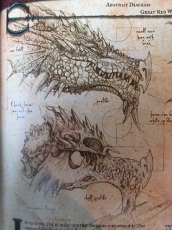 dimetrodone:This dragon skull has been hurting