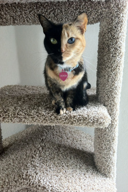 opcion:  Amazing Chimera cat