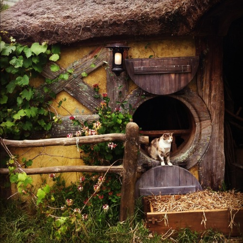 hobbithouses: yep the cat moved in,  source: kimandalex