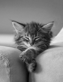 la-latingirl:  cat nap. need one? 