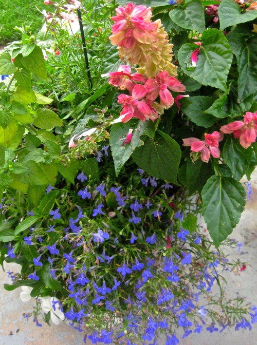 Lobelia season in the garden: Lobelia cardinalis, Lobelia syphilitica, 3 varieties of Lobelia erinus