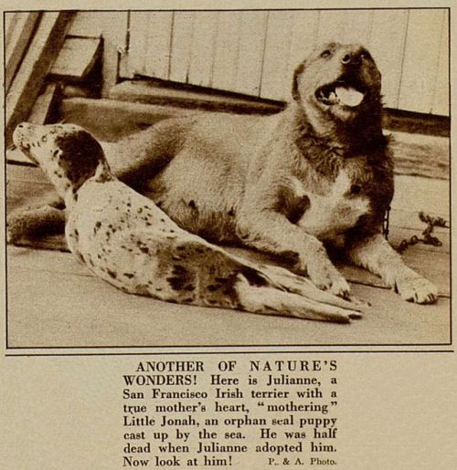 yesterdaysprint: Liberty Magazine, June 14, 1924