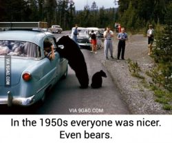 9gag:  Even Bears  tedy não era estressado