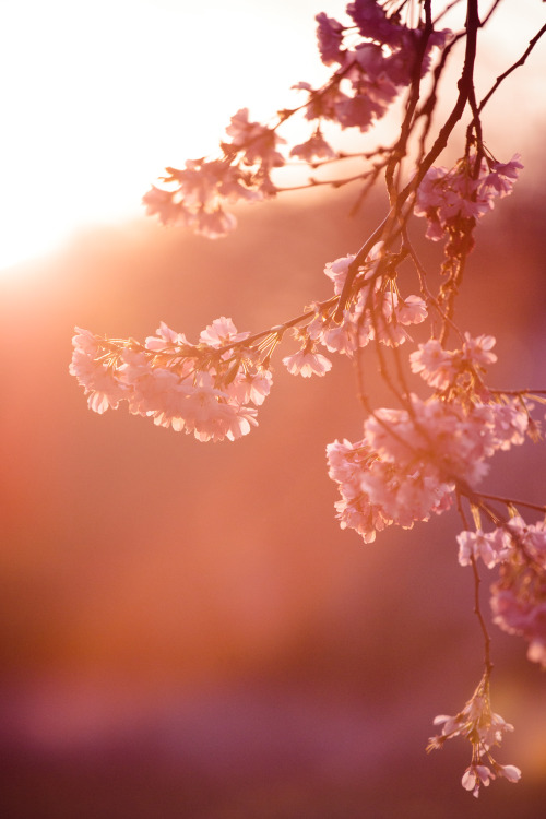 photographsbyjulia: Cherry Blossom season (Sakura)Schwetzingen, Germany