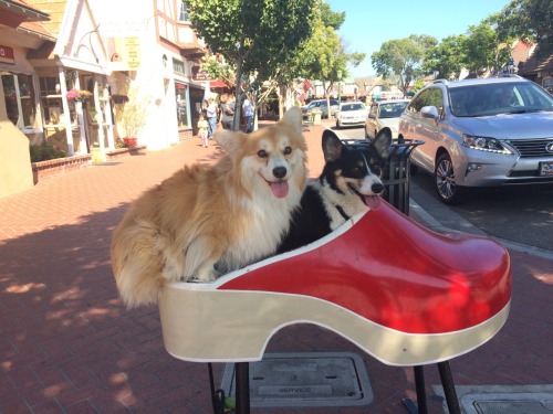 twosillycorgis:There were two silly corgis who lived in a shoe…