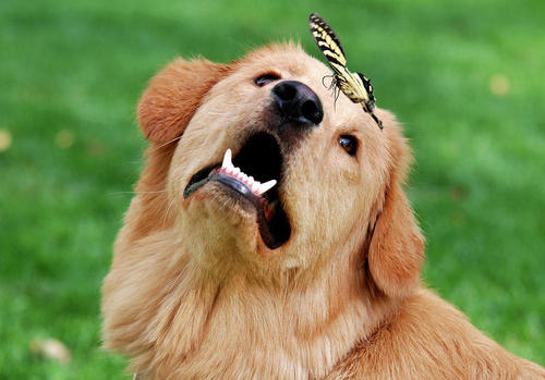 thecutestofthecute:   Dogs with butterflies ehe he he Dogs with butterflies oho