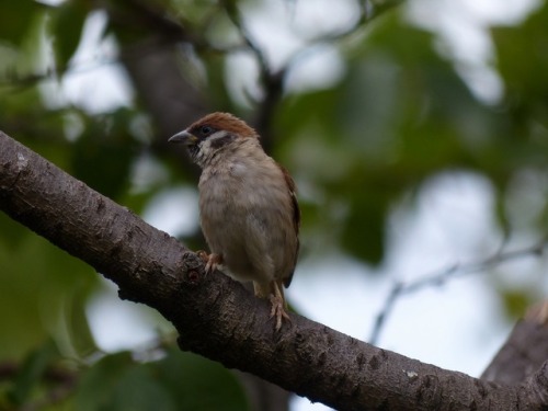 スズメ　Eurasian tree sparrowTown Sparrow ～ 街のすずめ　ArchiveTown Birds ～ 街の鳥  Archive