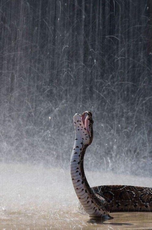 Russell&rsquo;s viper under the rain, Sri Lanka (photo: Paul Goldstein)