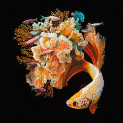 itscolossal:  Hyperrealistic Depictions of Fish Merged With Their Coral Environments by Lisa Ericson