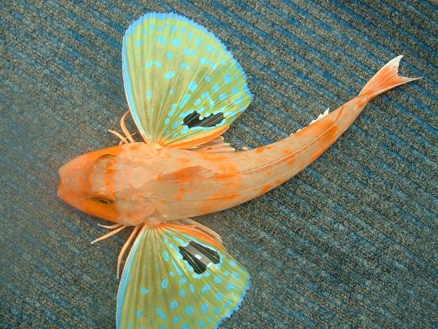 perfectlyscrumptious:  coolthingoftheday:  A flying gurnard fish from New Zealand.