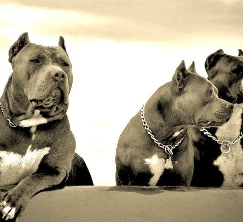 Cute Dog Pictures