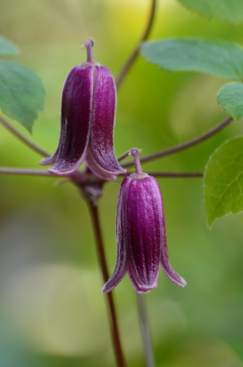 Clematis japonicaHansyouzuru