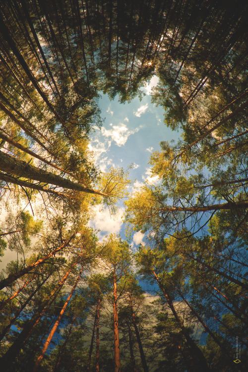 VERSO IL CIELO!!!! THEWOLF