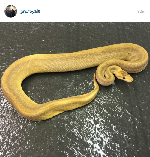 Spotted this little cutie on IG! A black pastel champagne, like Kabu minus the het Hypo. Kinda crazy