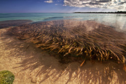 reagentx:  Soliman Bay by ToddWall | http://500px.com/photo/45045968 
