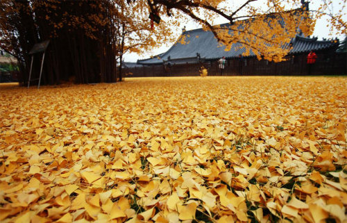 art-tension:Millennia-old Ginkgo tree becomes tourist hit after its leaves form a perfect golden car