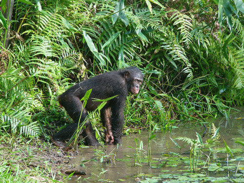 viridisvita:  Bonobo by filip_verbelen on Flickr.