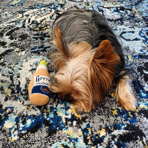 When yah hit the bottle too hard  . #naptime #Shakespeare #shakespearethedog #yorkiemama #yorkieofth