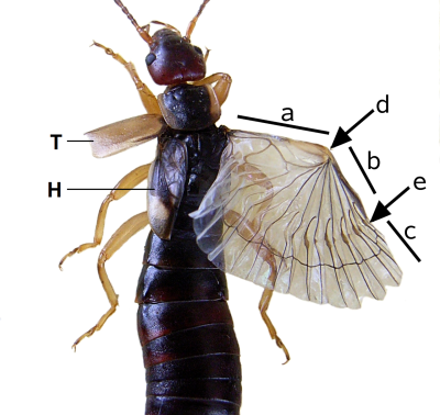 Did you know that earwigs have cute little birdy angel wings??? I thought they had roundish wings bu