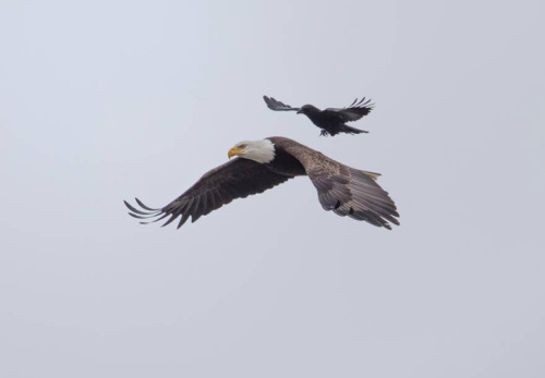Crow Catching A Ride On The Back Of A Bald Eagle (c) Phoo Chan Please Go Here For More Birds