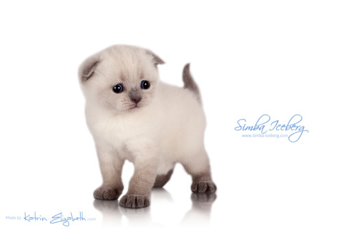 simba-iceberg: Simba Iceberg Flo -  blue point Scottish Fold kitten (female) :)More photos and 