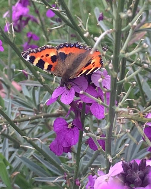 Look at this fancy lady #butterfly (at Misterton, Somerset, United Kingdom) www.instagram.co