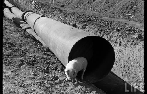 Pork pipeline(J.R. Eyerman. n.d.)