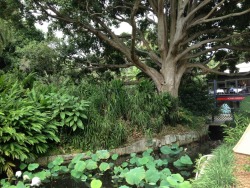 tropic-ae:  Botanical Gardens, Sydney