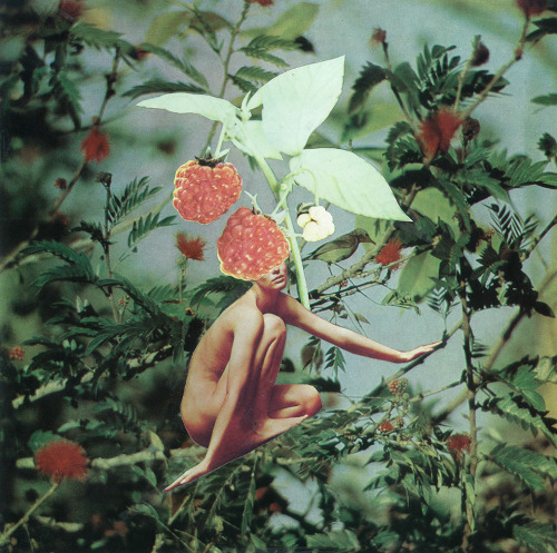 Sweet Raspberry Instagram \ Behance
