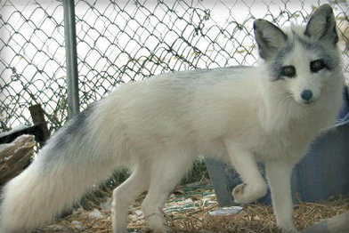 XXX blazingsonicfan:  Canadian Marble Fox Precious!!! photo