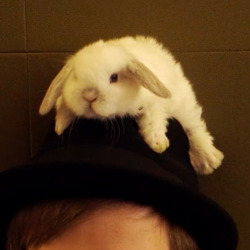 falloutboy:somebunny is premiering a new music video tomorrow #FOBUmaThurman