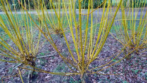 Yellow Stemmed Cornus