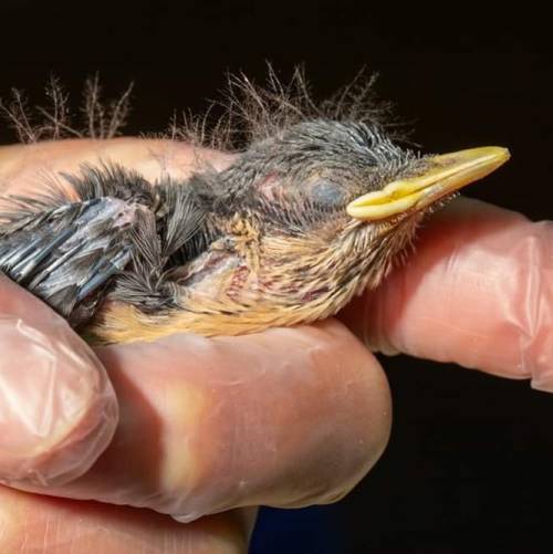 This young bird is, in fact, a nestling nuthatch, and it was brought into the centre after falling o